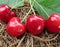 Red cherries have green leaves on brown straw hay