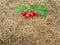 Red cherries have green leaves on brown straw hay for background