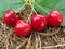 Red cherries have green leaves on brown straw hay background