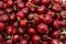 red cherries ripe as background