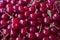 Red cherry background