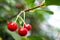 Red cherry berries ripen on tree