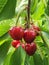 Red cherry on a branch. Ripe cherry fruits