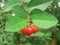 Red Cherry Cluster With Leaves In Live