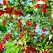 Red cherry fruits on tree