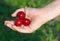 Red cherry in a hand of child hand in summer