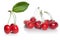 Red cherry with leaves isolated