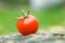 Red cherry tomate 2