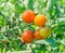 Red cherry tomato, edible red fruit, berry of the nightshade Solanum lycopersicum, commonly known as a tomato plant