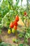 Red cherry tomato planting crop in greenhouse