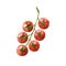 Red cherry tomatoes on branch