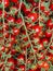 Red  cherry tomatoes on the vine, Borough Market, London, UK