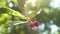 Red cherry on a tree branch with a pair of delicious berries. Close-up. cherry orchard with ripe red berries in summer