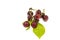 Red cherry on white background insulated