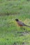 Red chested robin in the grass looking for worms