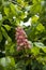 Red chestnut blooms