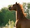 Red chestnut horse portrait with backlight on sunrise