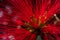 Red Chickadee Tree Flower Close-Up