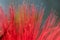 Red Chickadee Tree Flower Close-Up