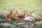 Red chicken mother with chickens digging in the ground, looking for food, resting, lying