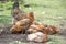 Red chicken mother with chickens digging in the ground, looking for food, resting, lying