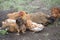 Red chicken mother with chickens digging in the ground, looking for food, resting, lying