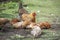 Red chicken mother with chickens digging in the ground, looking for food, resting, lying