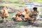 Red chicken mother with chickens digging in the ground, looking for food, resting, lying