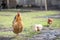 Red chicken mother with chickens walking in a green yard and looking for food