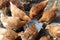 Red chickens drink water. Many birds surrounded the container with water.