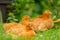 Red Chickens Resting on Green Grass