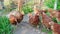 red chickens walk through the garden and pinch the grass.