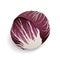 Red chicory or radicchio on white background, isolated. Fresh violet cabbage. Delicious cruciferous vegetable vector