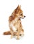 Red chihuahua dog looking right