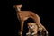 Red Chihuahua dog Lying under Standing Italian Greyhound isolated Black
