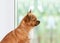 Red chihuahua dog near window.