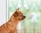 Red chihuahua dog near window.