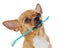 Red chihuahua dog with toothbrush isolated on white background.