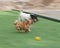 Red Chihuahua and Jack Russel Terrier dogs on green grass.