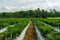 Red chili farmers are harvesting in the agricultural sector in Indonesia