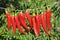 Red chili pepper dries on a cord