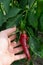 Red chili pepper in hand. Harvesting. Fruits and vegetables.