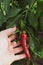 Red chili pepper in hand. Harvesting. Fruits and vegetables