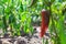 Red chili pepper ripens on the plant