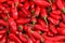 Red chili peppers as picture background