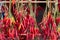 Red chili peppers drying on rack