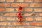 Red Chili peppers on red brick wall