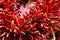 Red chili Ristra close up