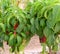 Red chilies being grown in Hatch, New Mexico