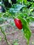 Red chilies in a chili plantation in Bogor, Indonesia, taken close up